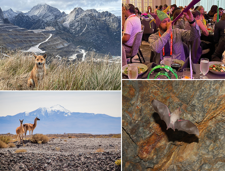 Photos (clockwise): Research done at PTFI on the New Guinea Singing Dog, observed in the mountainous region around Papua, has established it is a distinct species. The work was recognized with the Mammals Project Award from the Wildlife Habitat Council; The enthusiasm displayed by Michael Steward, Manager, Remediation Projects, helped Freeport-McMoRan win the Spirit Award at the recent Wildlife Habitat Council dinner; Cerro Verde received the Bats Project Award for its work to protect the threatened bat species Platalina genovensium; Efforts to protect the guanaco earned Cerro Verde the Species of Concern Project Award from the Wildlife Habitat Council.