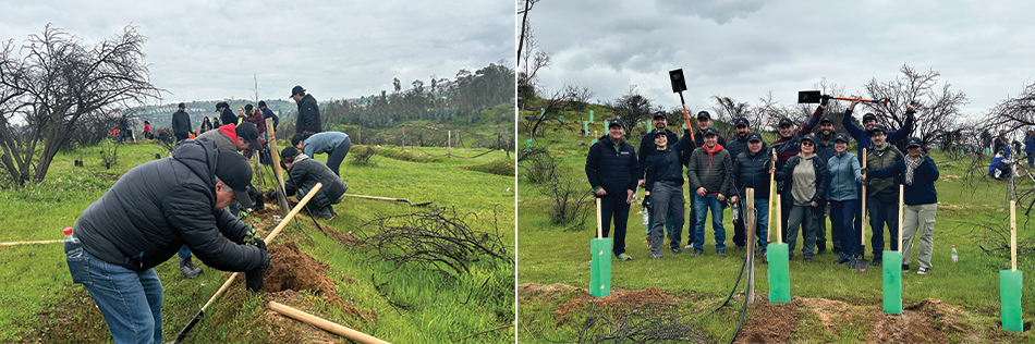 Freeport volunteers prepare to plant native trees to rebuild the Botanical Garden of Viña del Mar in Chile; Freeport volunteers from the company’s Santiago office helped plant more than 200 native trees to help in the recovery of the Botanical Garden of Viña del Mar which was destroyed in wildfires last February.